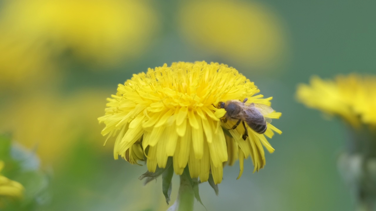蜜蜂采集花蜜黄色蒲公英盛开在绿色阳光花园的夏季草地上视频素材