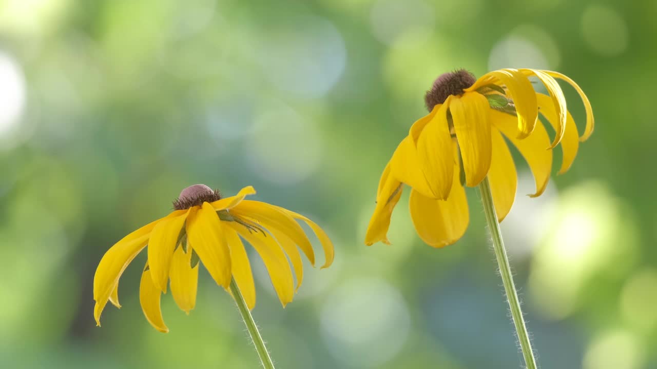 黄色的洋甘菊盛开在绿色阳光花园的夏季花坛视频素材