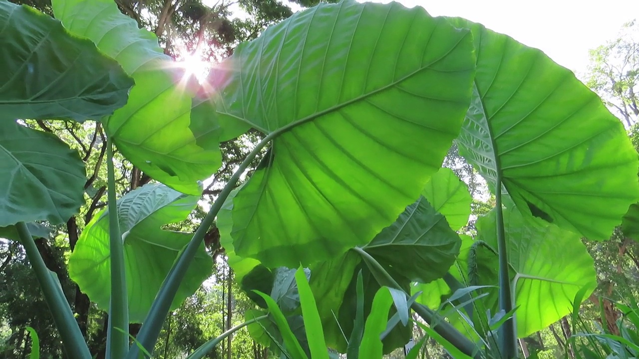 芋泰国巨头视频素材