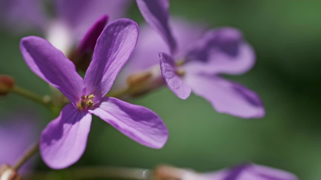 春天森林里粉红色的野花视频素材