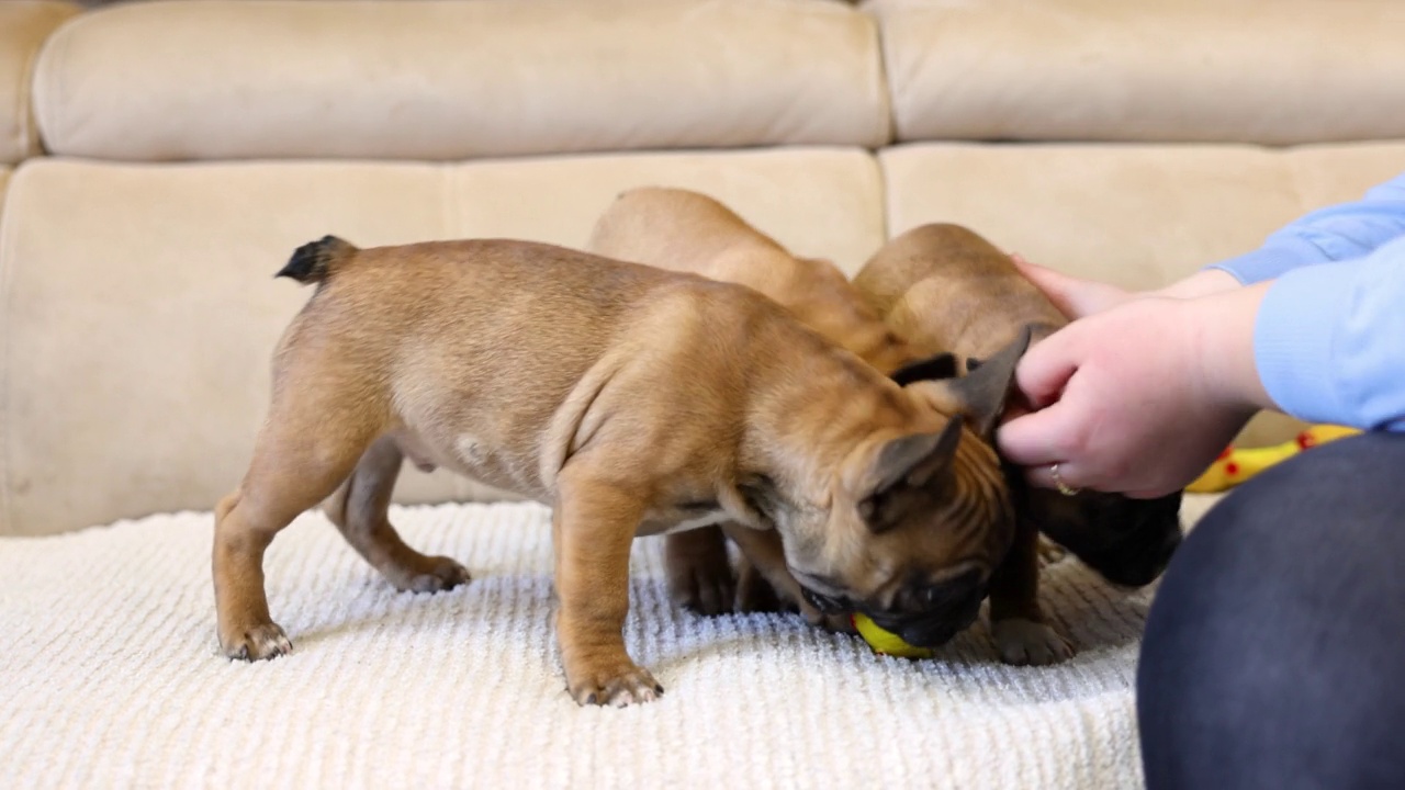 顽皮的法国斗牛犬幼犬咬狗玩具视频素材