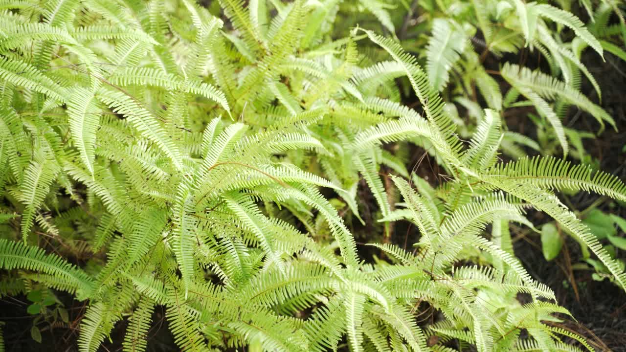 蕨类植物的绿色小枝视频素材