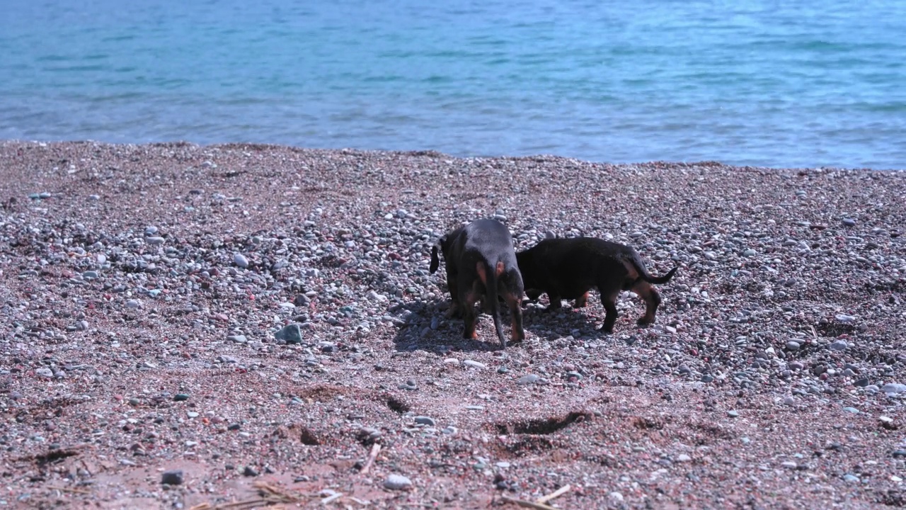 夏天，蓝色的云彩衬托下，两只腊肠犬在海边的沙滩上玩耍。宠物在岸边散步视频素材