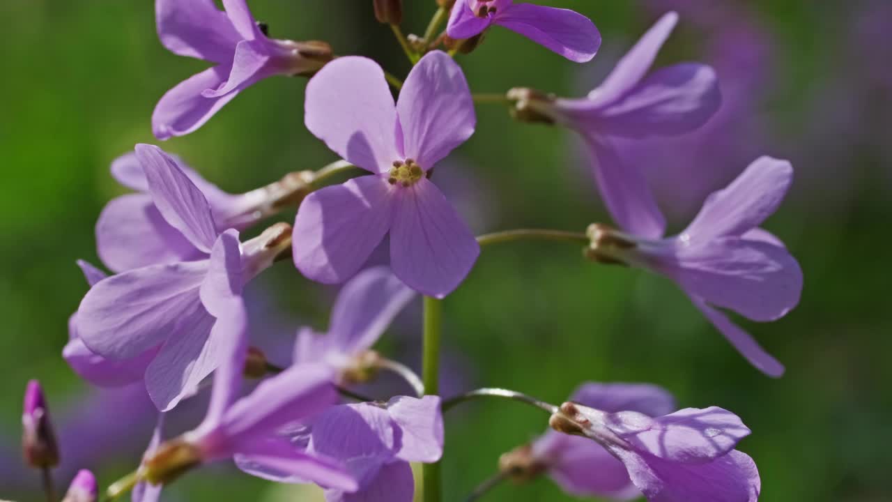 春天森林里粉红色的野花视频素材