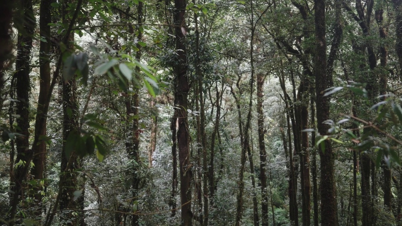 倾斜角度的热带雨林景观与绿色的树叶和阳光视频素材