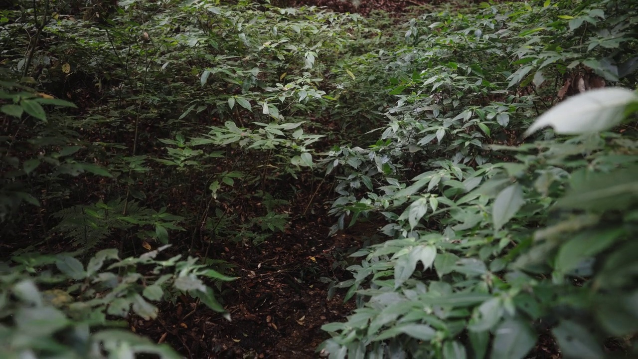 在雨季，放大拍摄小瀑布和小溪雨林的景观视频素材