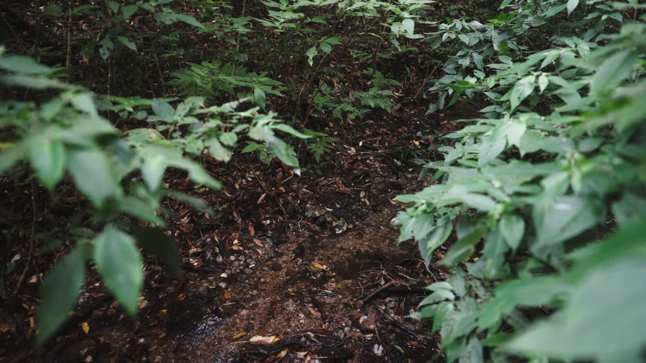 在雨季，放大拍摄小瀑布和小溪雨林景观视频素材