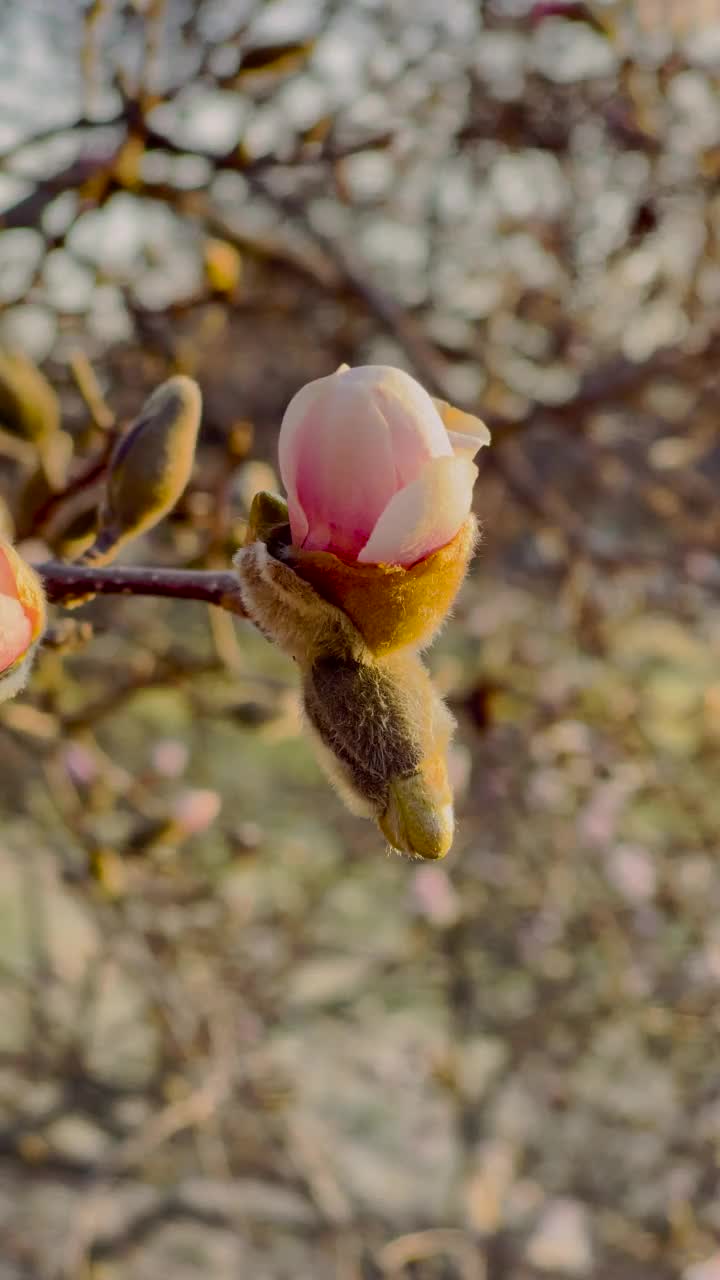 春天木兰树开花视频素材