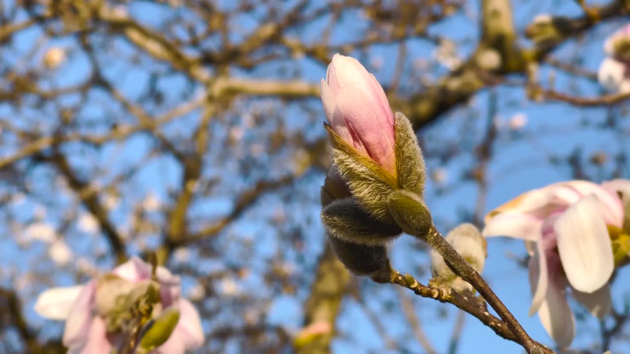 春天木兰树开花视频素材