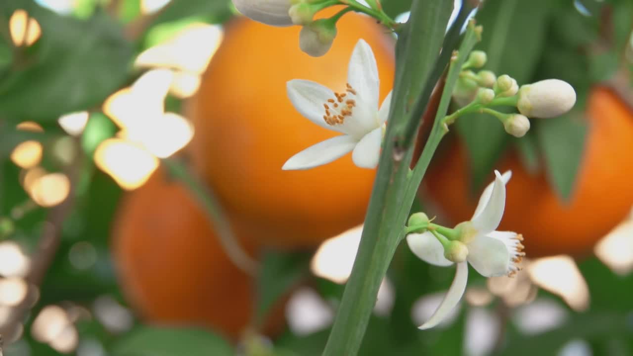 绿色的柑橘树的树枝上盛开着白橙香花视频素材