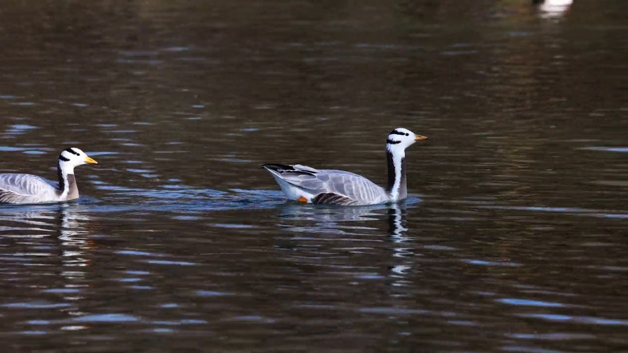 Bar-headed goose, Anser indicus是世界上最高的飞鸟之一，见于德国慕尼黑的英国花园视频素材