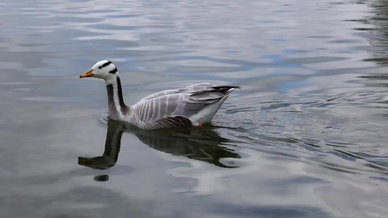 Bar-headed goose, Anser indicus是世界上最高的飞鸟之一，见于德国慕尼黑的英国花园视频素材