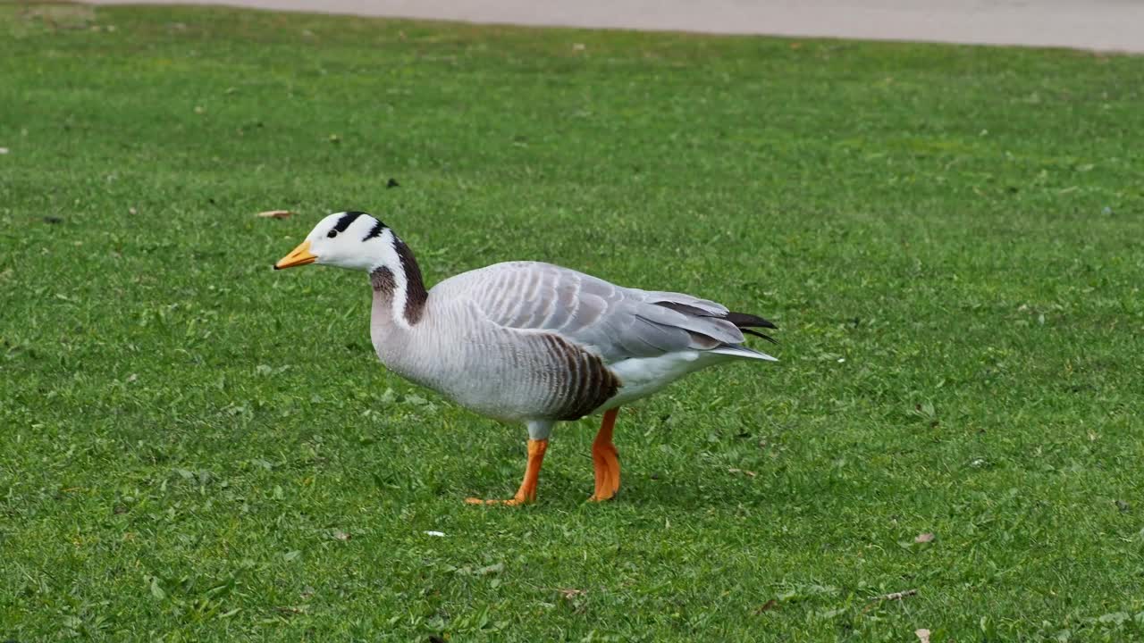 Bar-headed goose, Anser indicus是世界上最高的飞鸟之一，见于德国慕尼黑的英国花园视频素材