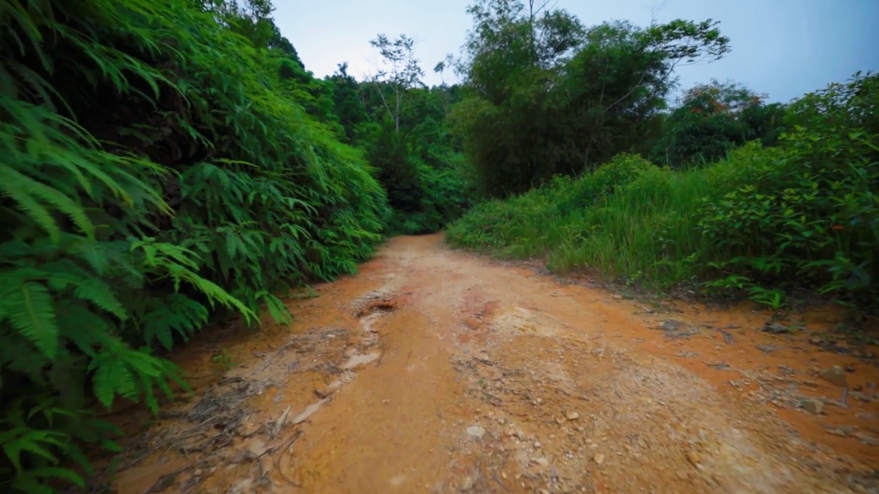 泰国苏梅岛，丛林里的土路视频素材