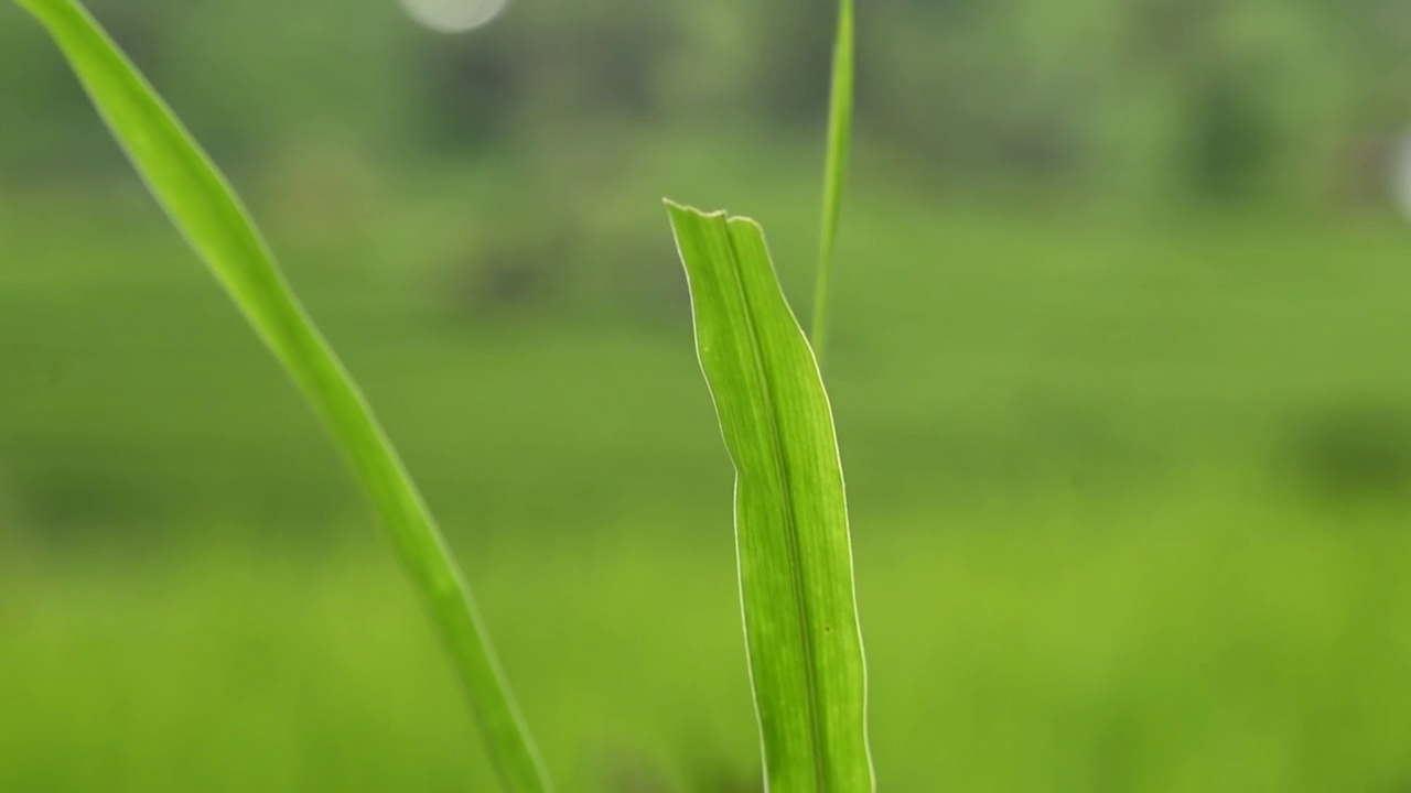 随风飘动的绿叶视频素材