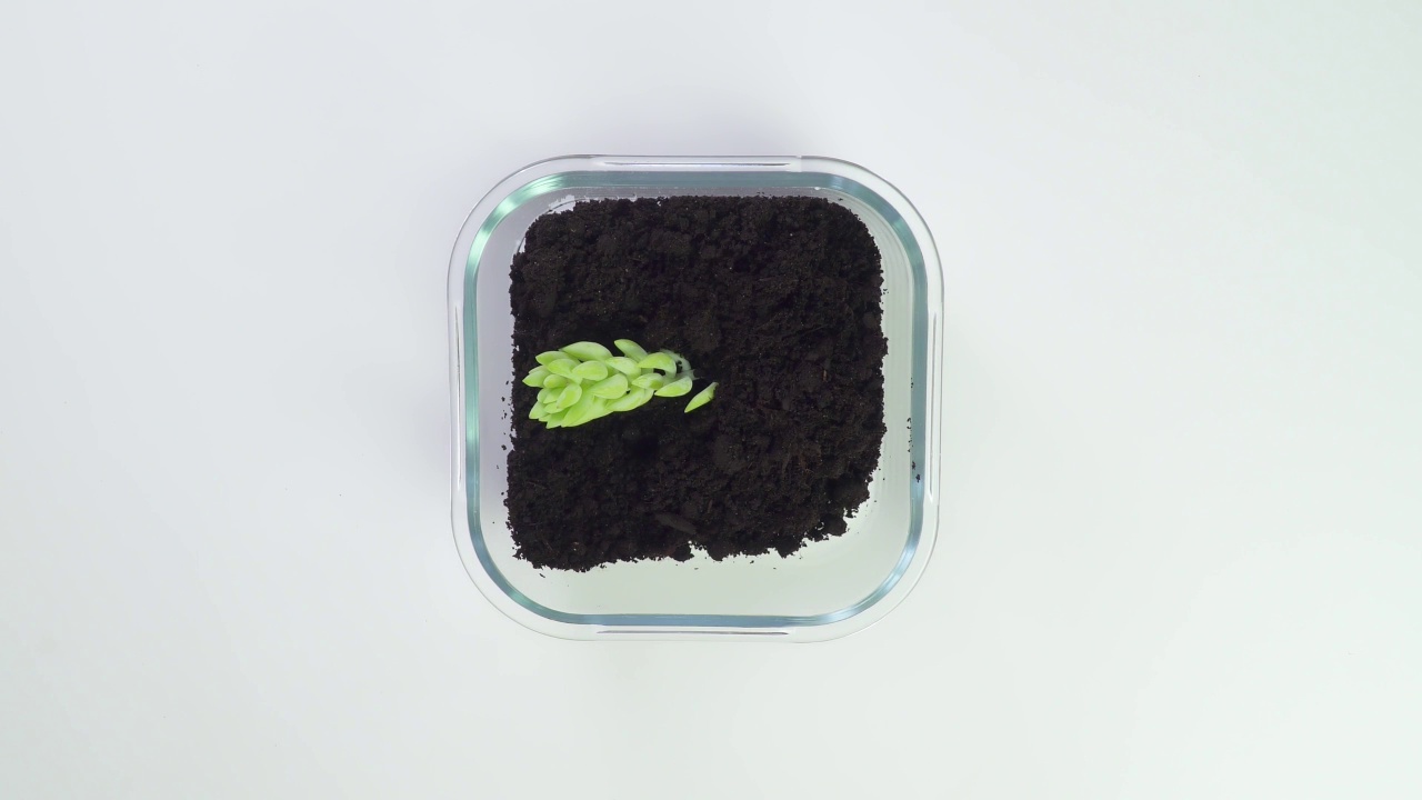 将植物种植在玻璃花盆中。移植一朵花的概念。用绿色的刮刀把土倒进去。对花卉栽培袋。俯视图在一个白色的背景。生活的本质。视频素材画面2