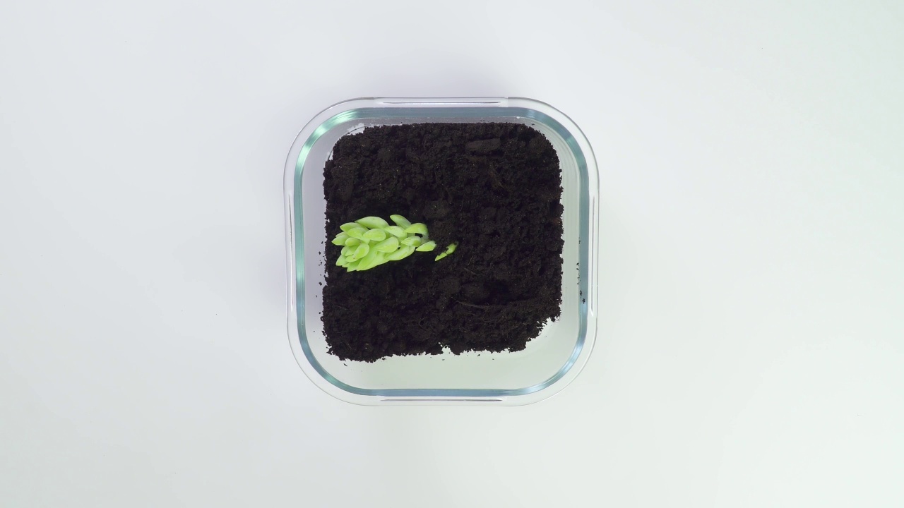 将植物种植在玻璃花盆中。移植一朵花的概念。用绿色的刮刀把土倒进去。对花卉栽培袋。俯视图在一个白色的背景。生活的本质。视频素材画面3