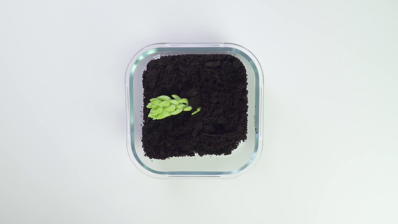 将植物种植在玻璃花盆中。移植一朵花的概念。用绿色的刮刀把土倒进去。对花卉栽培袋。俯视图在一个白色的背景。生活的本质。视频素材画面4