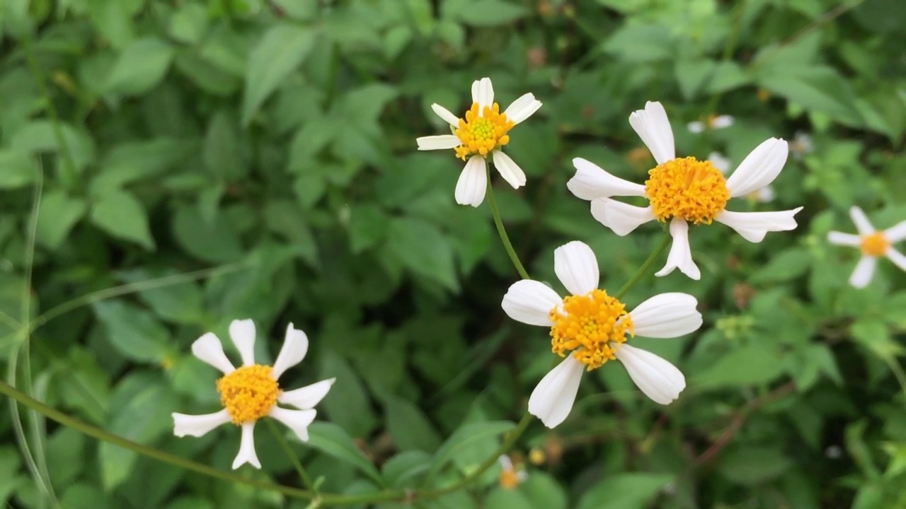 闭上小白花视频素材