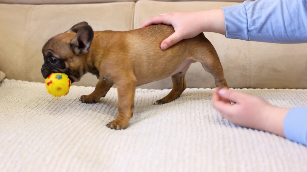 顽皮的法国斗牛犬幼犬在玩玩具视频素材