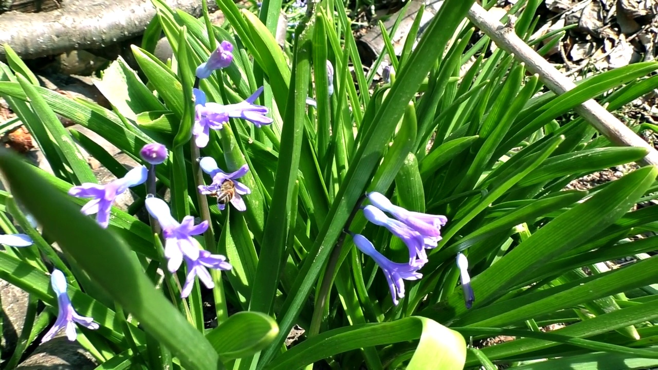 一朵花上的蜜蜂视频素材