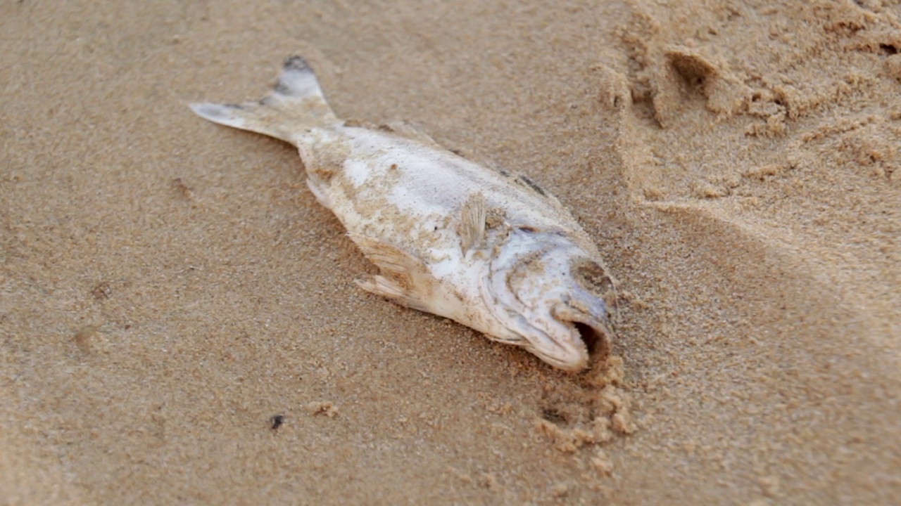 大堡礁海滩上的一条死鱼视频素材