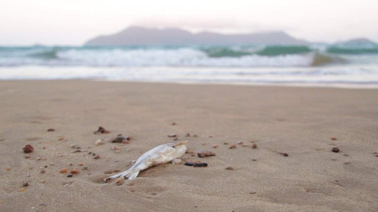 海滩上的一条死鱼俯瞰着唐克岛视频素材