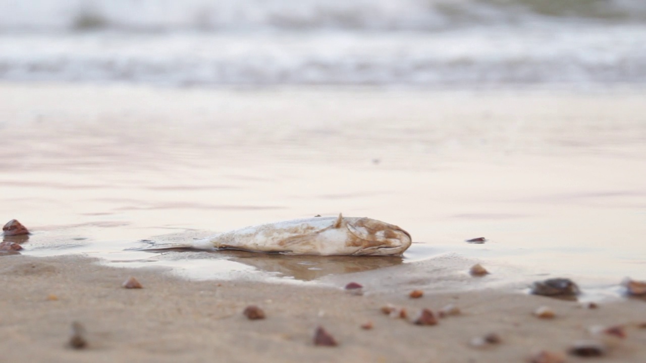 海滩上的一条死鱼，被海浪冲上岸来视频素材