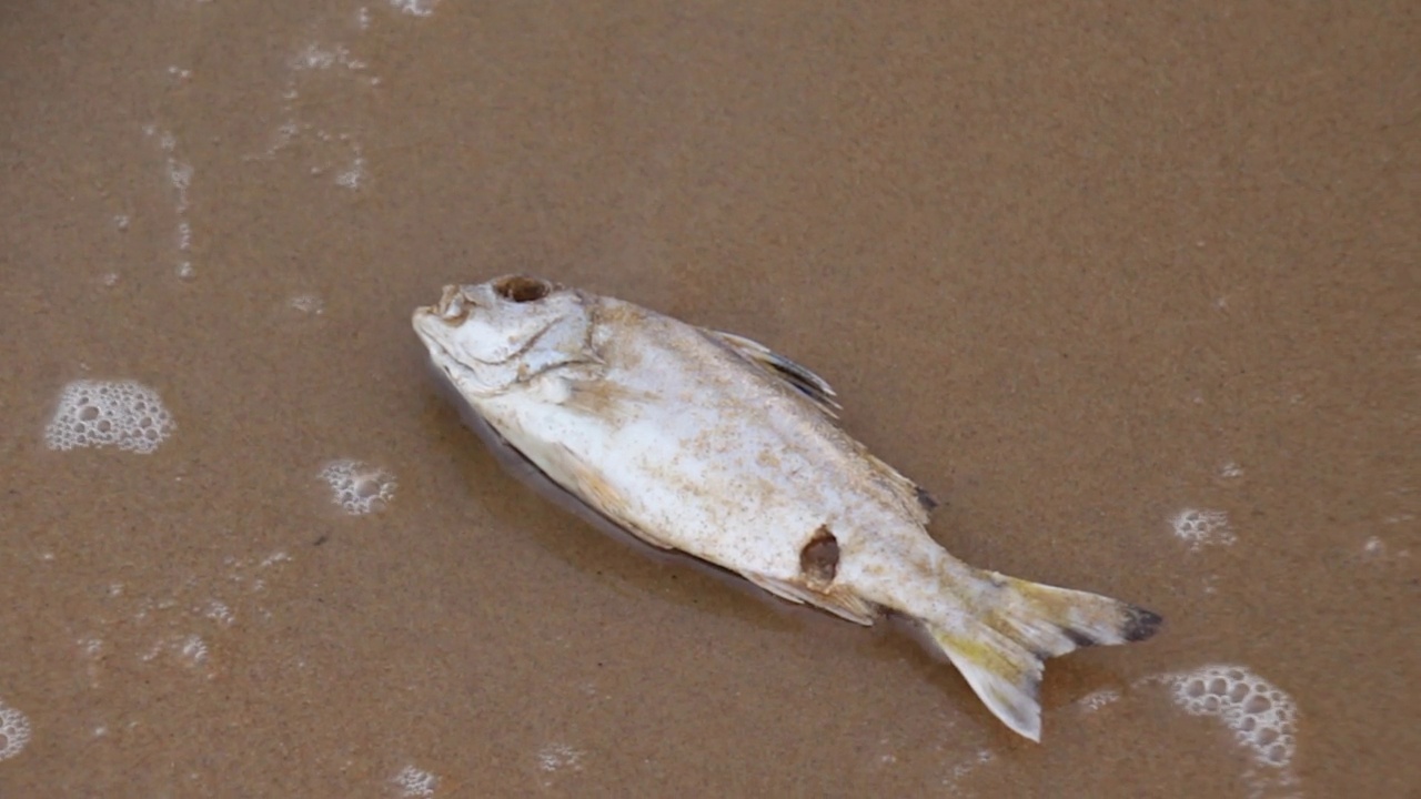 海滩上的一条死鱼视频素材