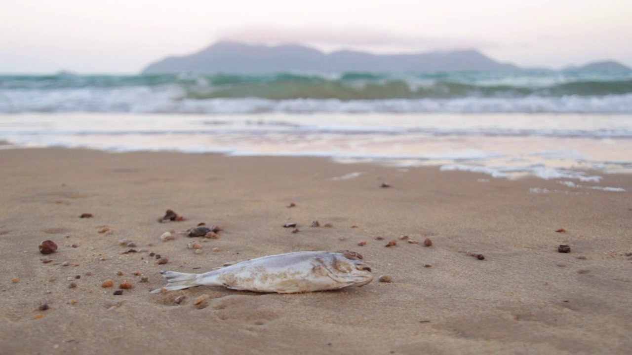 海滩上的死鱼伴着海浪视频素材