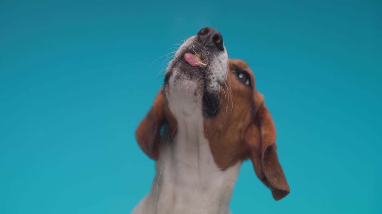 慢动作项目视频饥饿的小猎犬小狗舌头伸出舔透明的有机玻璃前面的蓝色背景在工作室视频素材