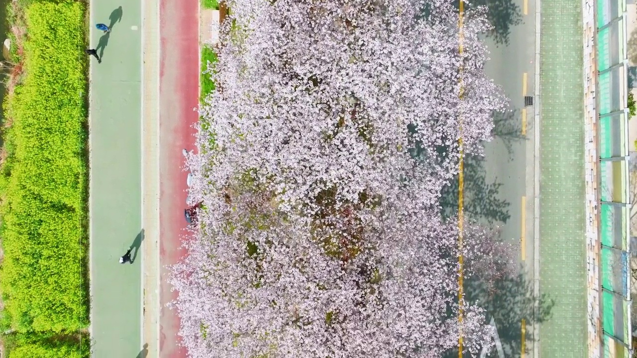 春天，河边的樱花盛开视频素材