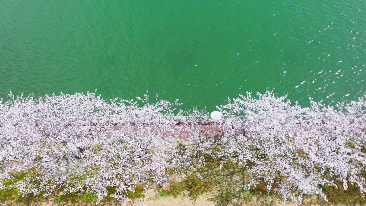 春天，河边的樱花盛开视频素材