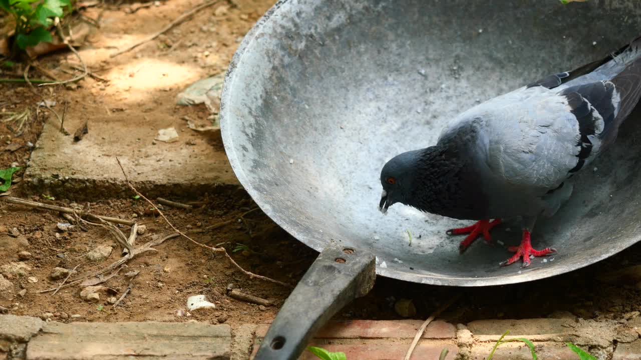 鸽子在铁锅里争食视频素材