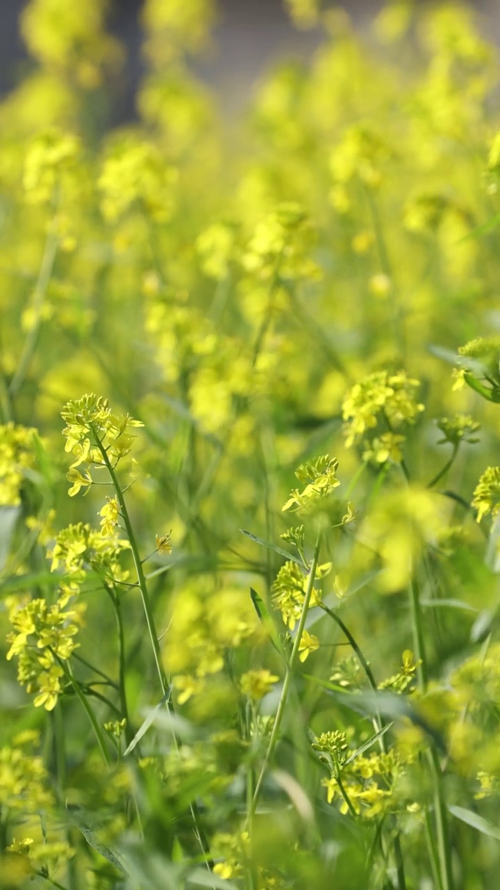 花朵视频素材