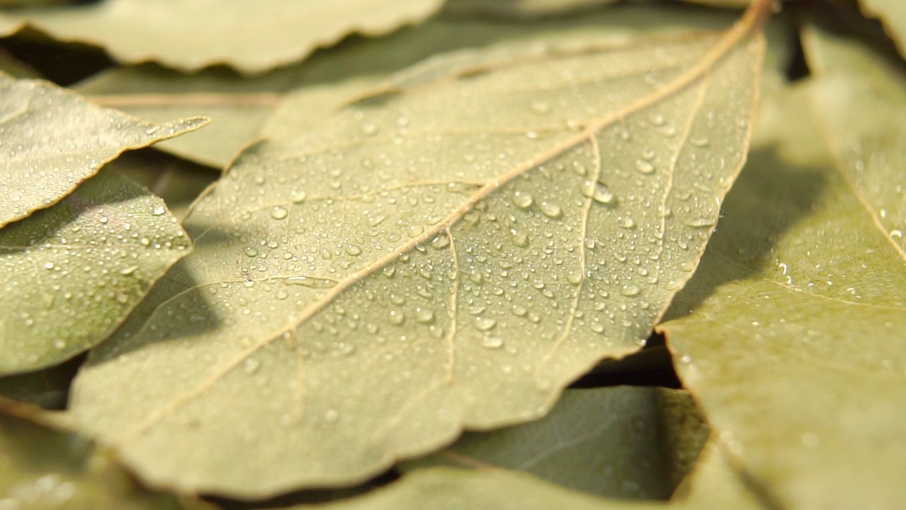 在干燥的月桂叶上以慢动作喷淋。用滴剂湿润干燥的香料叶。印度香料视频素材