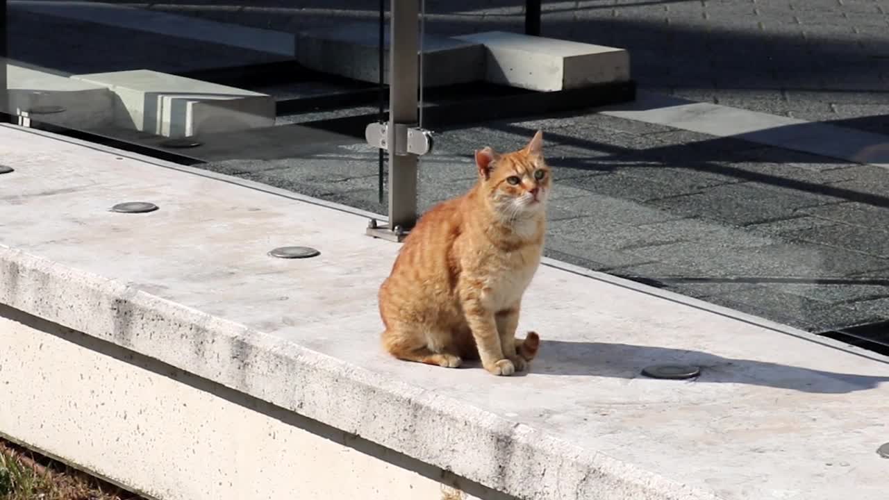 野黄猫在街上等着，四处张望。可爱的流浪小猫，一只受伤的耳朵和绿色的眼睛，孤立地坐在户外公共空间的水泥视频素材