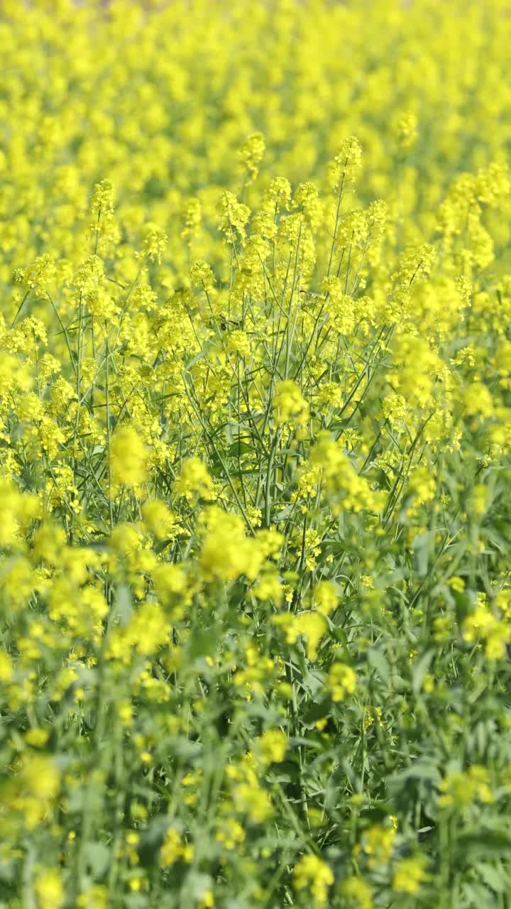 花朵视频素材