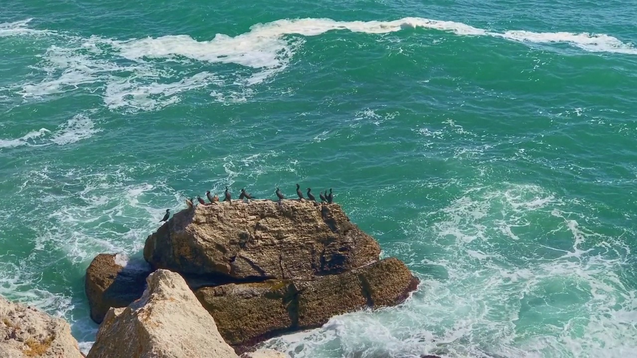 栖息在海边悬崖上的欧洲鸬鹚。海浪撞视频素材