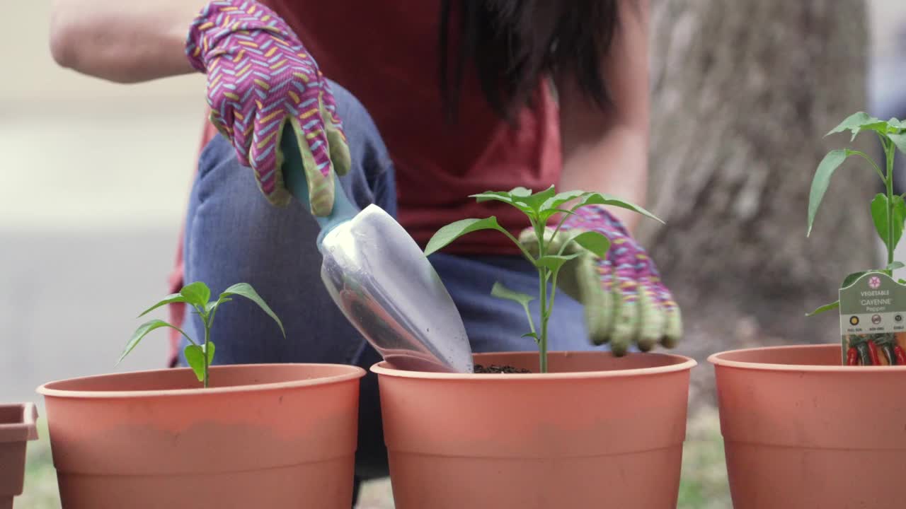 亚洲妇女微笑着摆姿势工作在她的前院的植物视频素材