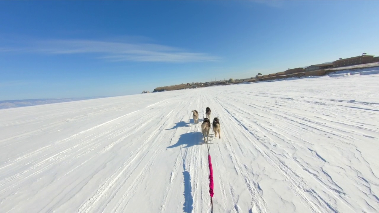 雪橇上的哈士奇在白雪覆盖的湖面上奔跑视频素材