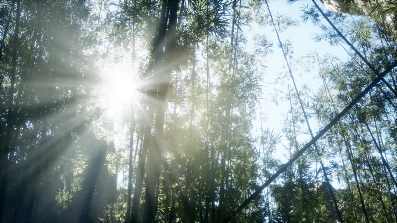 风和日丽的岚山竹林视频素材