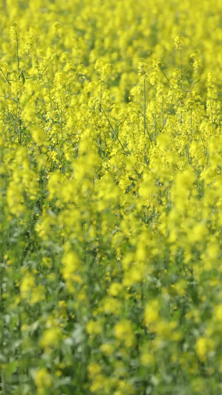 油菜花花朵视频素材