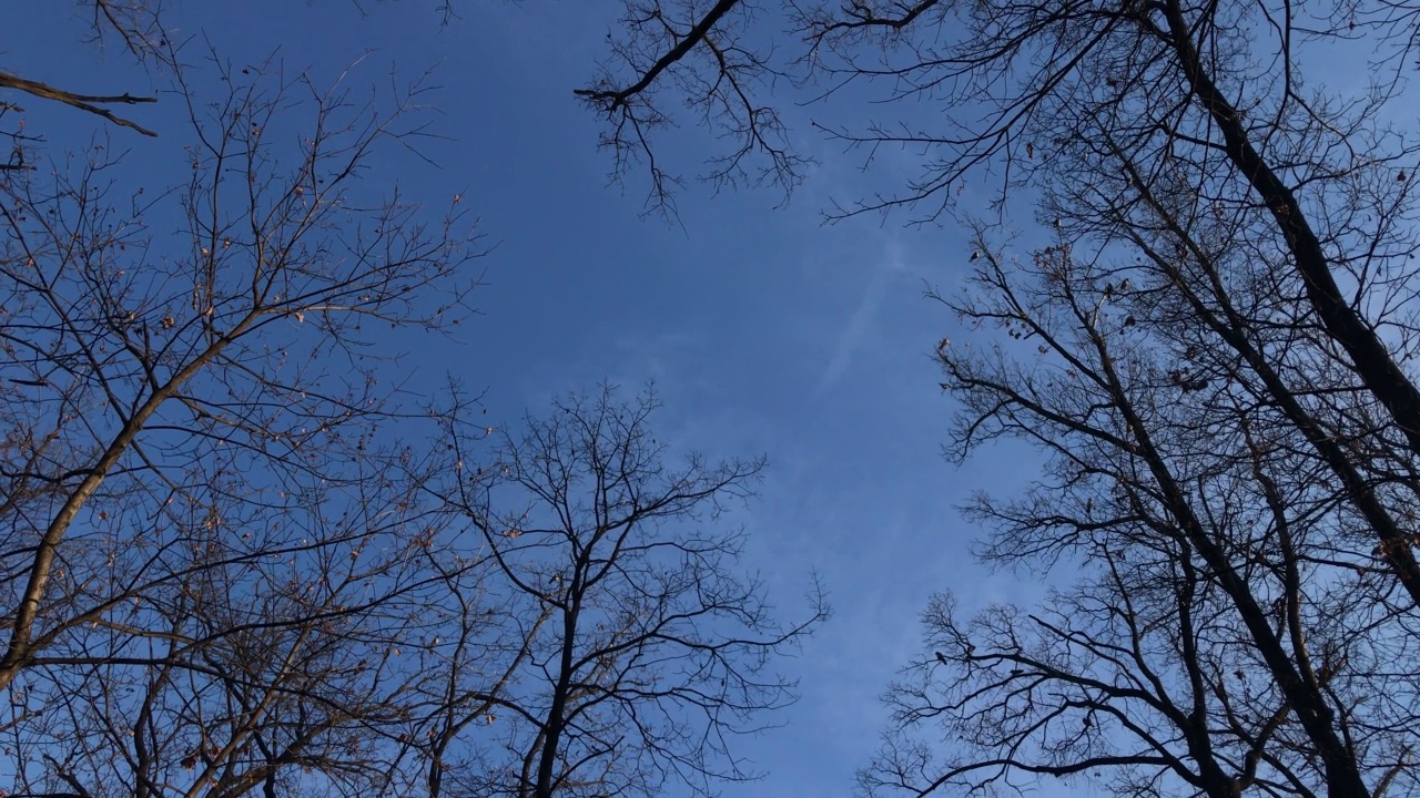 干枯的树枝映衬着蔚蓝的天空。鸟儿飞过树林。视频下载