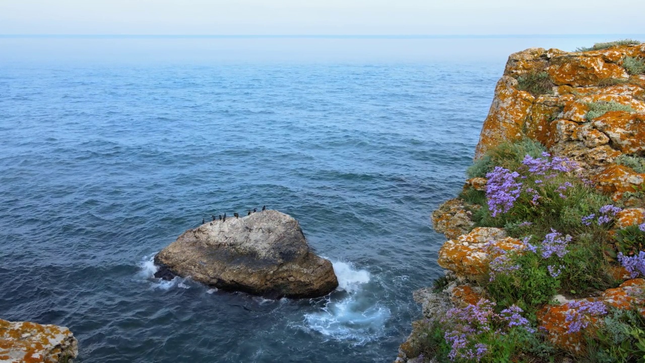 在夏日阳光明媚的日子里，美丽的海岸岩石和野花。大岩石上的鸟视频下载