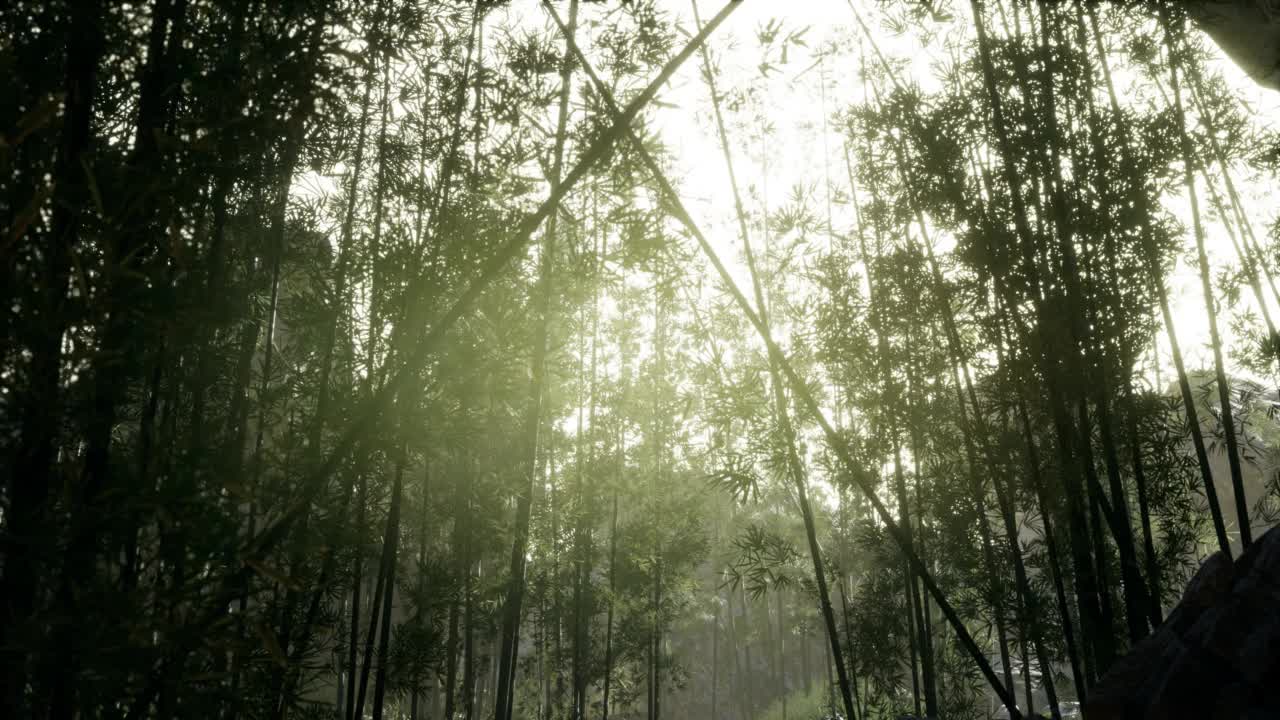 风和日丽的岚山竹林视频素材