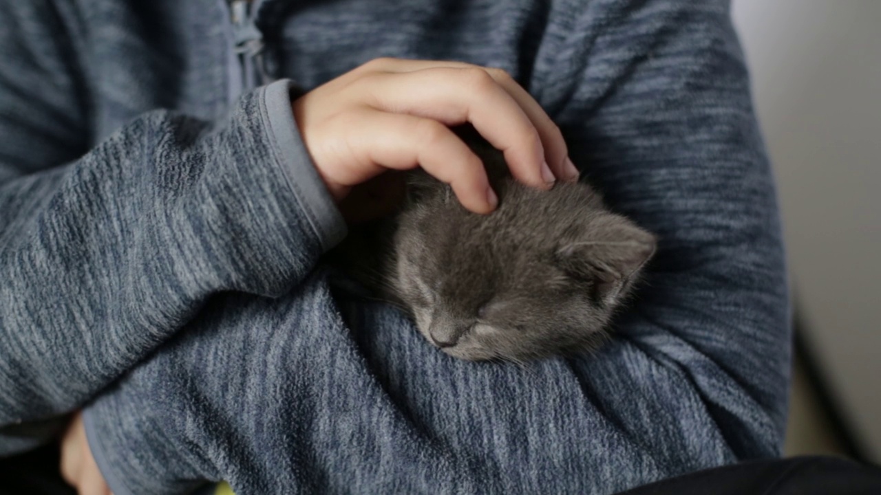 一个男人抚摸着一只睡着的小灰猫。视频素材