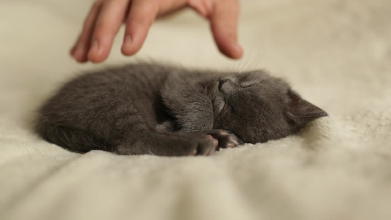 一个男人抚摸着一只睡着的小灰猫。视频素材