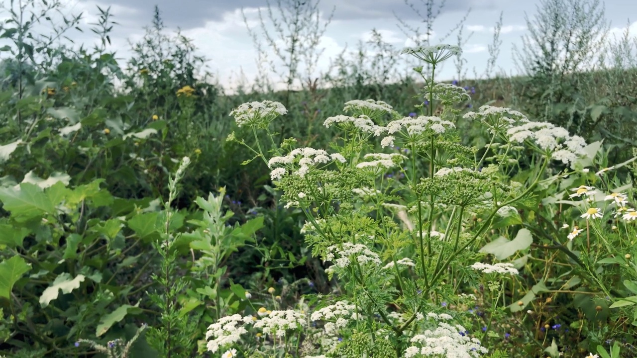 草地上有野生植物、白花、高高的绿草。夏天的一天。视频素材