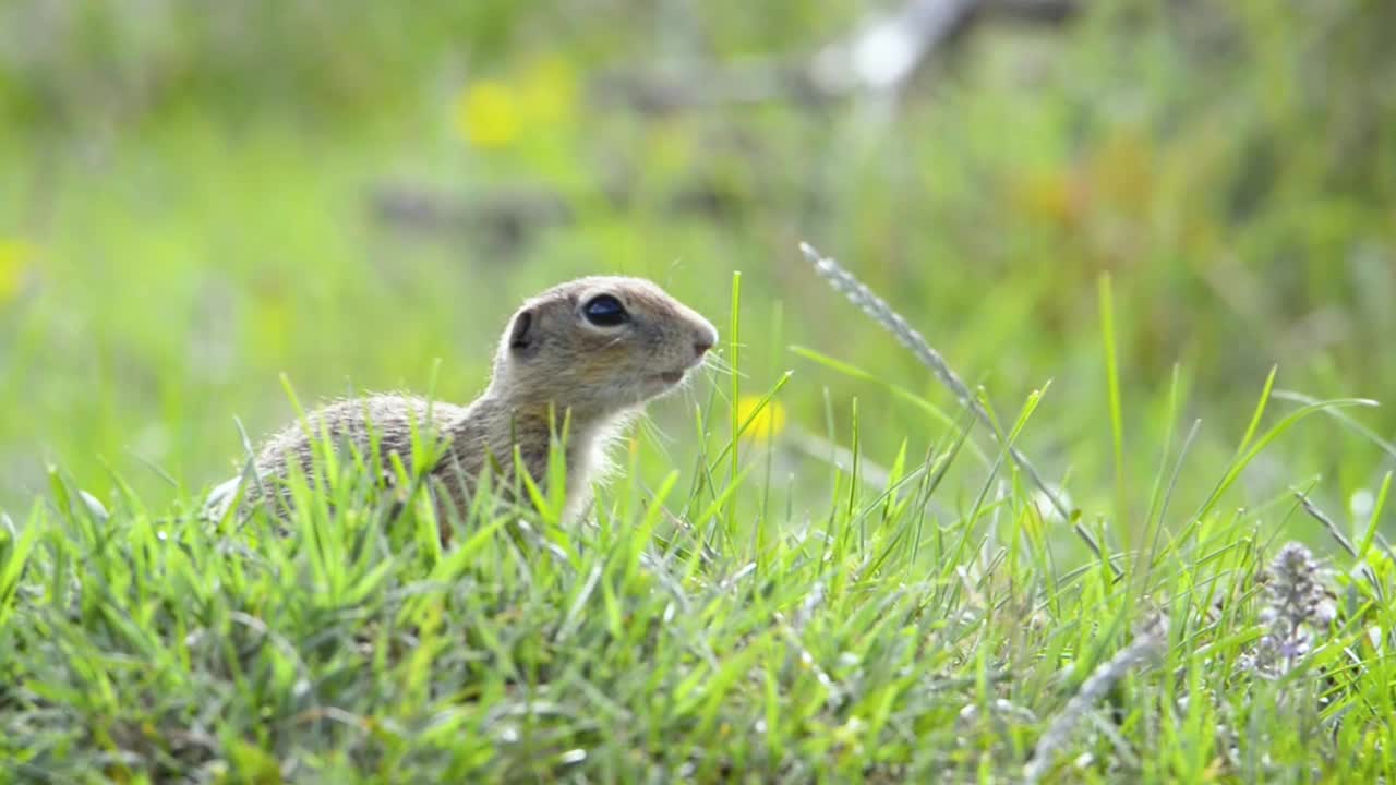 欧洲地松鼠(Spermophilus Citellus) Souslik在绿油油的草地上，在阳光明媚的日子里寻找食物，四处寻找威胁。视频下载